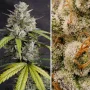 Cannabis seeds Auto Melonade Runtz® NEW! from Dutch Passion